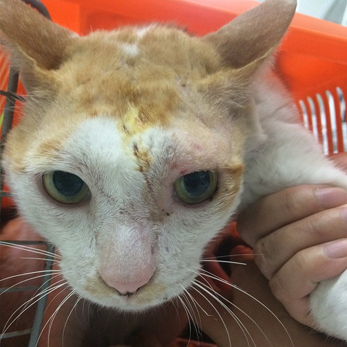 น้อง เหลือง อายุ 10 ปี พันธุ์ ไทย FIV (เอดส์แมว)  น้อง เหลือง อายุ 10 ปี พันธุ์ ไทย FIV (เอดส์แมว)